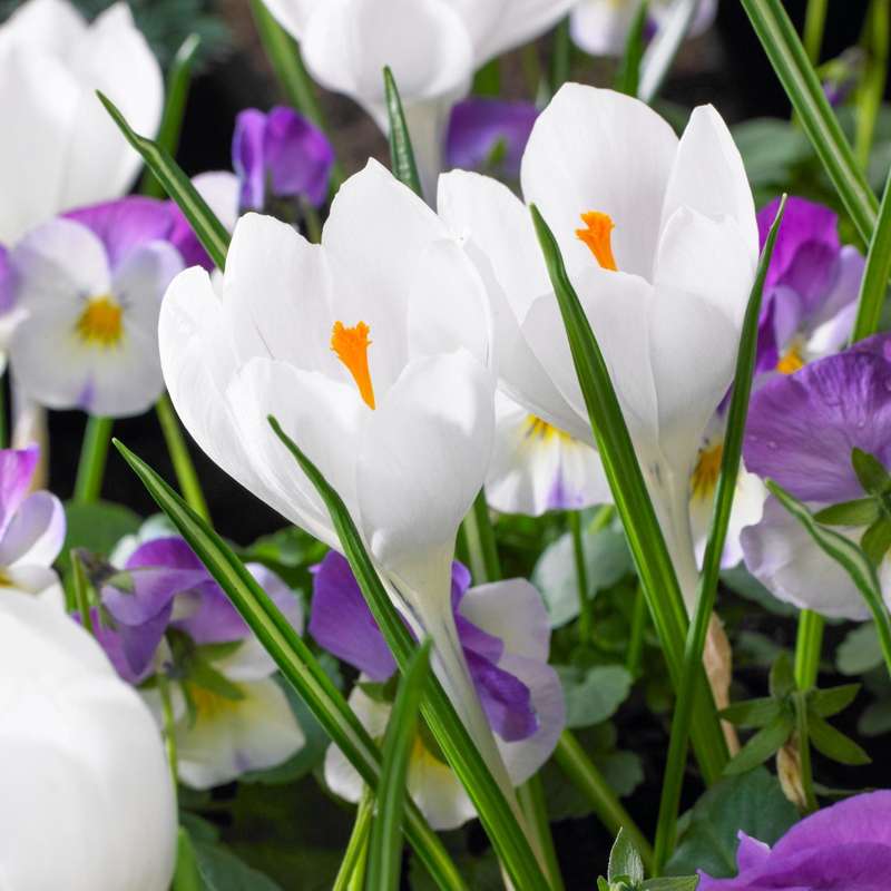 Krokus ‘Jeanne d'Arc’